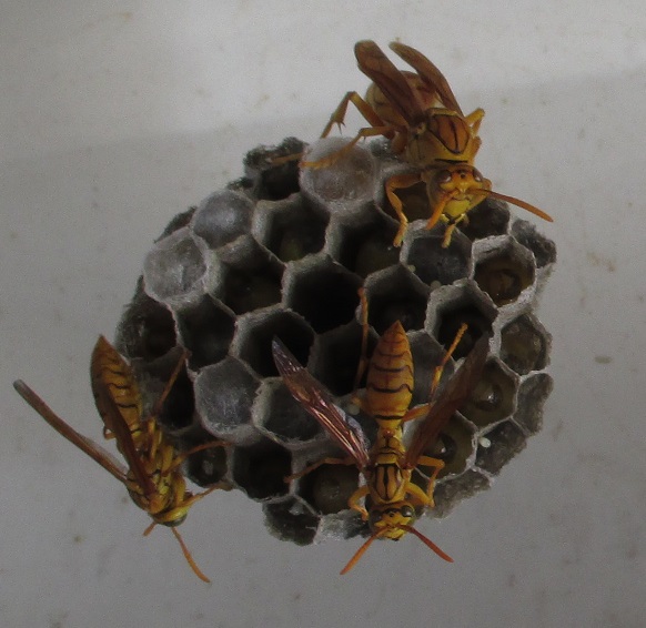 2014-11-27 paper wasps  Cr