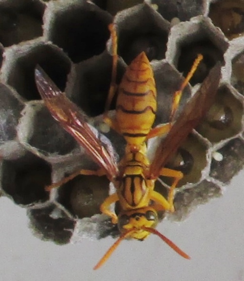 2014-11-27 paper wasps  Fine Cr