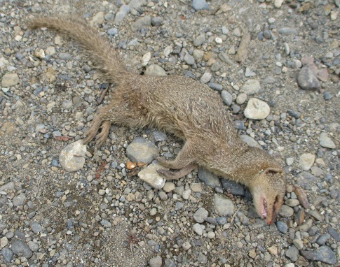 2014-12-11 dog-killed  mongoose 2  Cr
