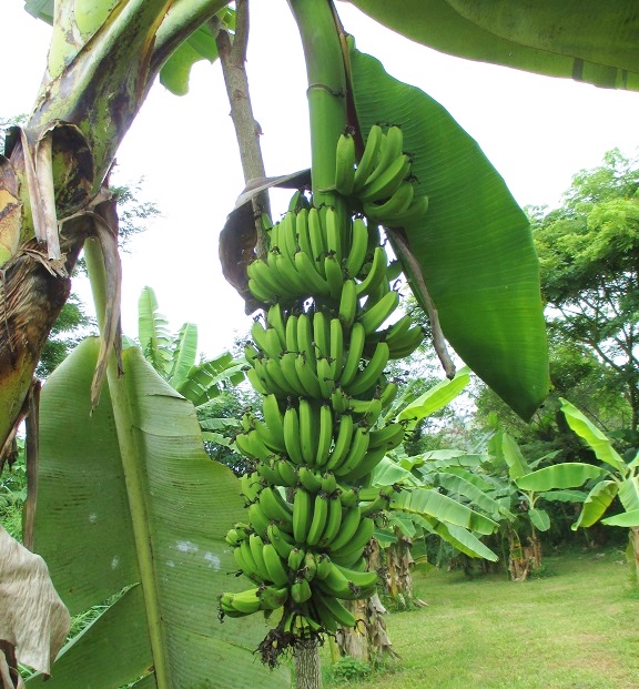 2014-12-25 Foreign bananas  Cr