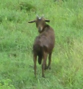 2015-02-26 goats 1  Cr-butt