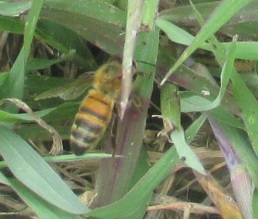 2015-04-09 bee grass 3  Cr