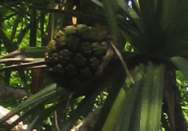 2015-04-16  pandanus fruit 1  Cr
