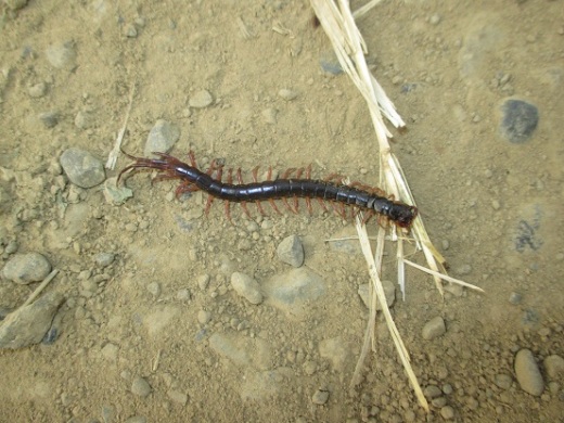2015-05-06 centipede R