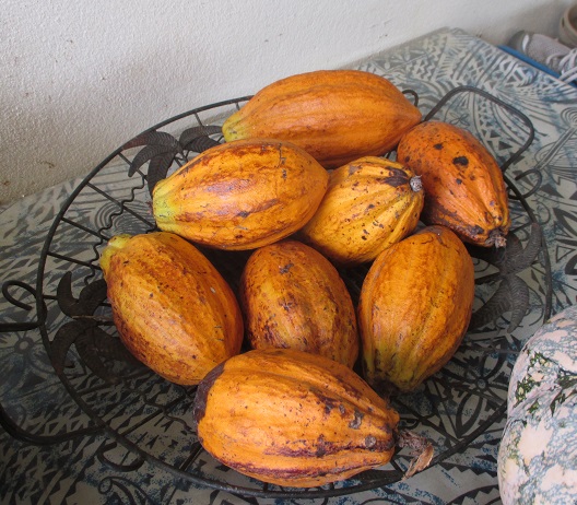 2015-06-11 cocoa pods  Cr