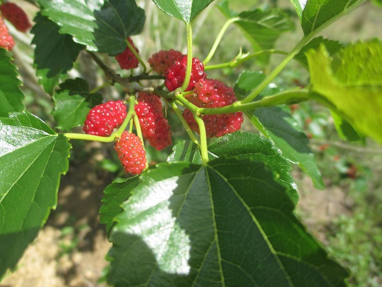 2015-08-28 mulberry bush 1 R