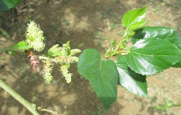 2016-08-24 Mulberry blooming  0r