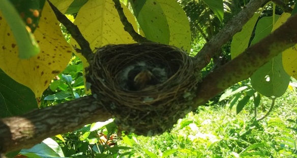2016-11-18-bird-nest-1-cr