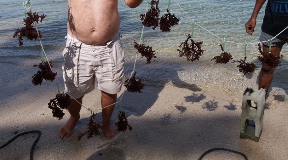 2017-06-02 Eucheuma seaweed from Kiribati 2 Cr