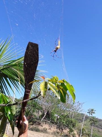 2017-10-02 large arachnid 2 as is