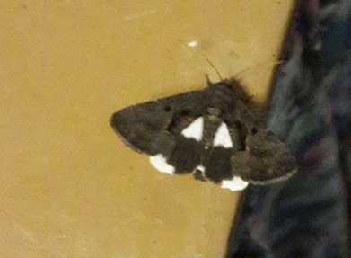 2017-12-12 moth from Akka Cr