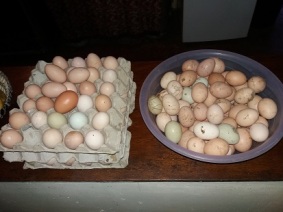2019-03-13 eggs galore 2 R