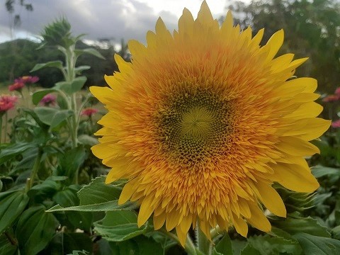 Dwarf sunflower  R.jpg