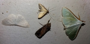 2020-06-27 moths by Austin 3 Cr