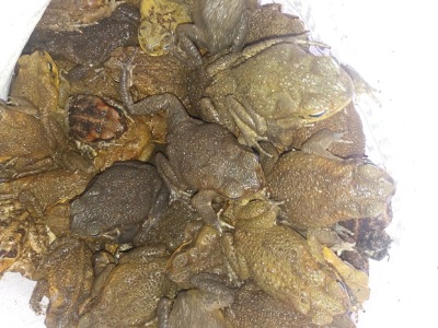 2020-07-03 bag of toads R
